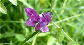 Garakrkja / Vicia sepium L. 