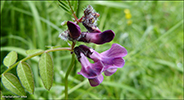 Garakrkja / Vicia sepium L. 