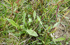 Hundasra / Rumex acetosella L.