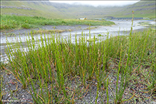 Strandarseyaleykur / Triglochin maritima