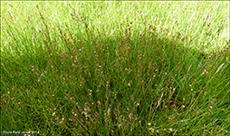 Ósasev / Juncus alpinoarticulatus subsp. nodulosus