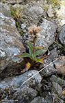 Loin fjallatistil / Saussurea alpina