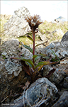 Loin fjallatistil / Saussurea alpina