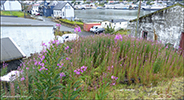 Sigurskúvur / Epilobium angustifolium L. (Chamaenerion angustifolium (L.) Scop.)