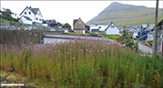 Sigurskúvur / Epilobium angustifolium L. (Chamaenerion angustifolium (L.) Scop.)