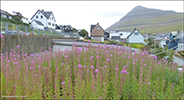 Sigurskúvur / Epilobium angustifolium L. (Chamaenerion angustifolium (L.) Scop.)