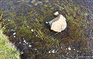 Tjarnarsvanagras / Littorella uniflora (L.) Aschers