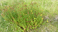 Frstrent pirikum / Hypericum maculatum (Crantz)