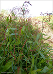 Hundasra / Rumex acetosella L.