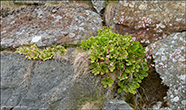 Saxifraga umbrosa