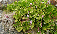 Saxifraga umbrosa