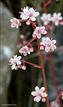 Saxifraga umbrosa