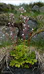 Saxifraga umbrosa