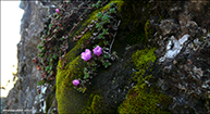 Vetrarsteinbrot / Saxifraga oppositifolia L. Vestmanna 2010