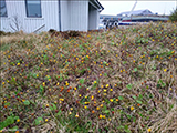 Loðið hóvblað / Tussilago farfara L. Tórshavn.