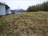 Loðið hóvblað / Tussilago farfara L. Tórshavn.