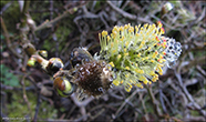 Loðpílur (Salix lanata)