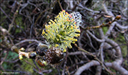 Loplur (Salix lanata)