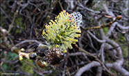 Loðpílur (Salix lanata)