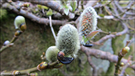 Loplur (Salix lanata)