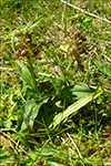 Grnlig barnart / Grnligt hjnagras / Coeloglossum viride (L.) Hartm. Sandoy.