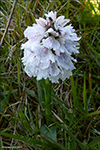 Tjaldursbørkubóndi / Dactylorhiza maculata (L.) Soó). Sandoy 17.06.2019.