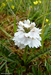 Tjaldursbrkubndi / Dactylorhiza maculata (L.) So). Hvtanes 19.06.2019.