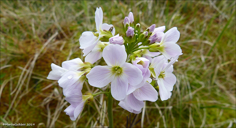 Eingjarkarsi / Cardamine pratensis L. Hvítanes 2019.