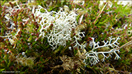 Heiðareinsdjóraskón (Cladonia portentosa) (Dufour) Coem.