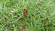 Bogin str (Carex maritima)