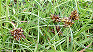 Bogin str (Carex maritima)
