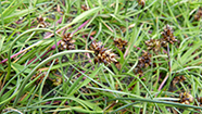 Bogin str (Carex maritima)