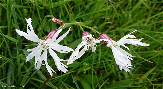 Reyakkuleya / Lychnis flos-cuculi L.