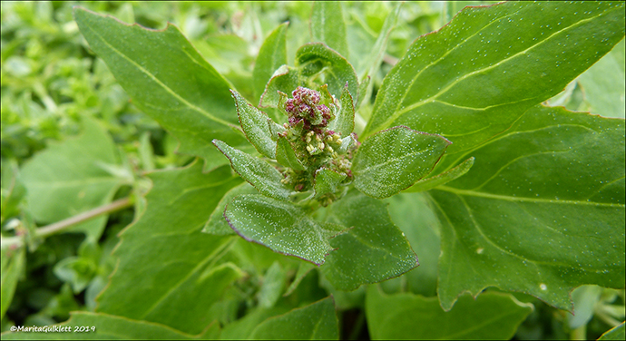 Fjrurmblka / Atriplex glabriuscula