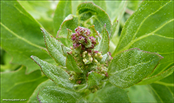 Fjrurmblka / Atriplex glabriuscula