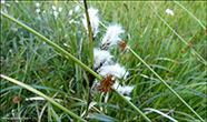 Strveikasev / Juncus effusus L.