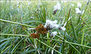 Strveikasev / Juncus effusus L.