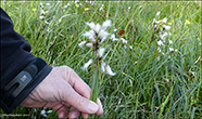 Strveikasev / Juncus effusus L.