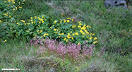 Saxifraga umbrosa