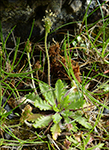 Ravnagtubr (Plantago coronopus lanceolata) L.