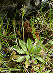 Ravnagøtubrá / Plantago coronopus L.