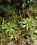 Ravnagøtubrá / Plantago coronopus L.