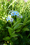 Skriðhoylús (Myosotis secunda) A. Murray (M. repens Don)