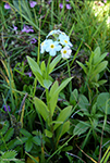 Skriðhoylús (Myosotis secunda) A. Murray (M. repens Don)