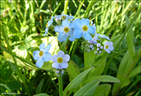 Skriðhoylús (Myosotis secunda) A. Murray (M. repens Don)