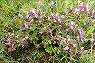 Lsarkja / Pedicularis palustris