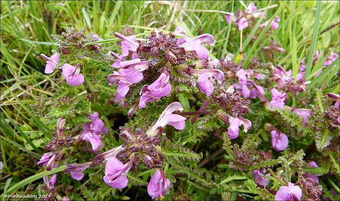 Lsarkja / Pedicularis palustris