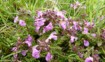 Lsarkja / Pedicularis palustris