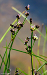 Ósasev / Juncus alpinoarticulatus subsp. rariflorrus