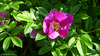 Rosa rugosa 2019